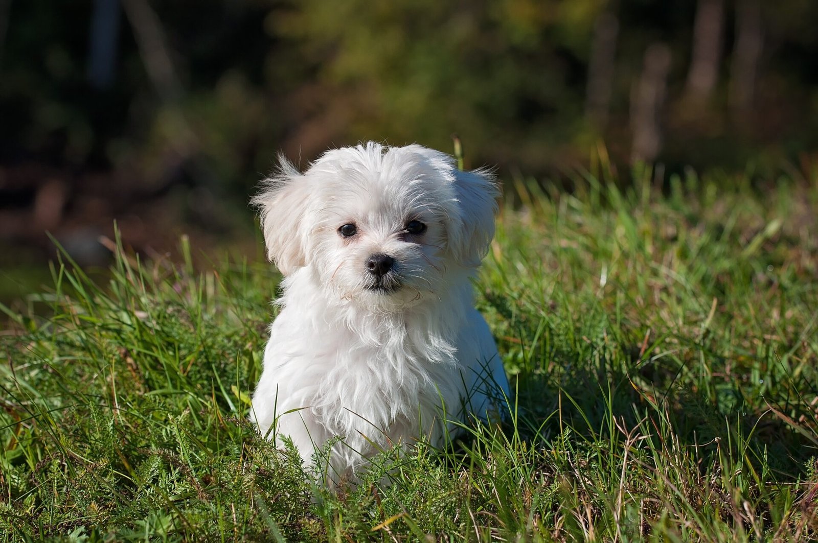 maltese-terrier